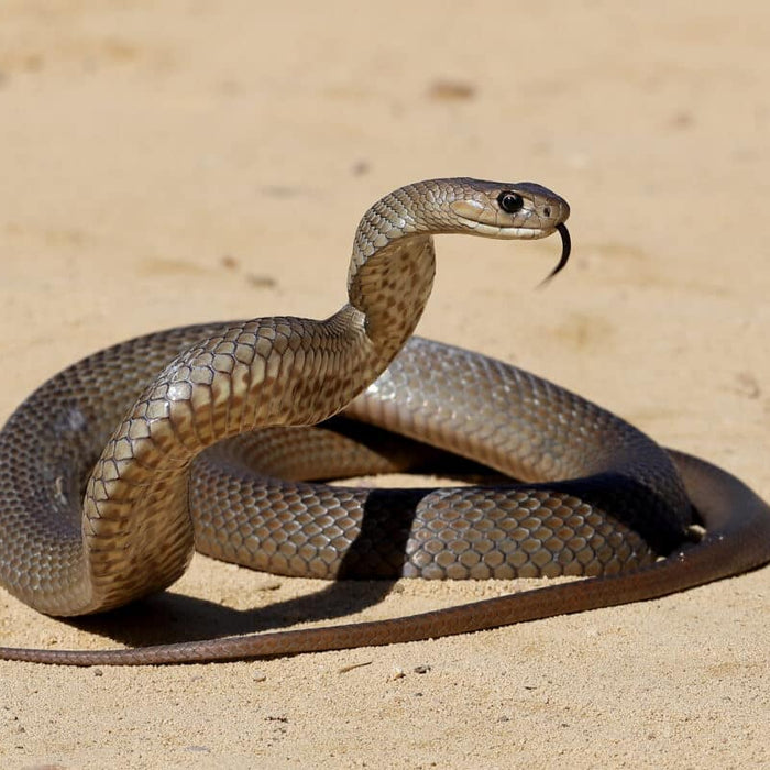 What to do if you've been bitten by a snake